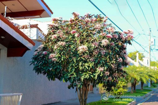 Cây pháo hoa trồng tạo bóng mát