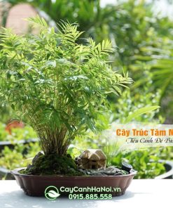 Chậu cây trúc tăm vàng tiểu cảnh