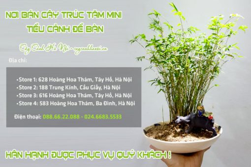 Địa chỉ bán cây trúc tăm mini tiểu cảnh để bàn