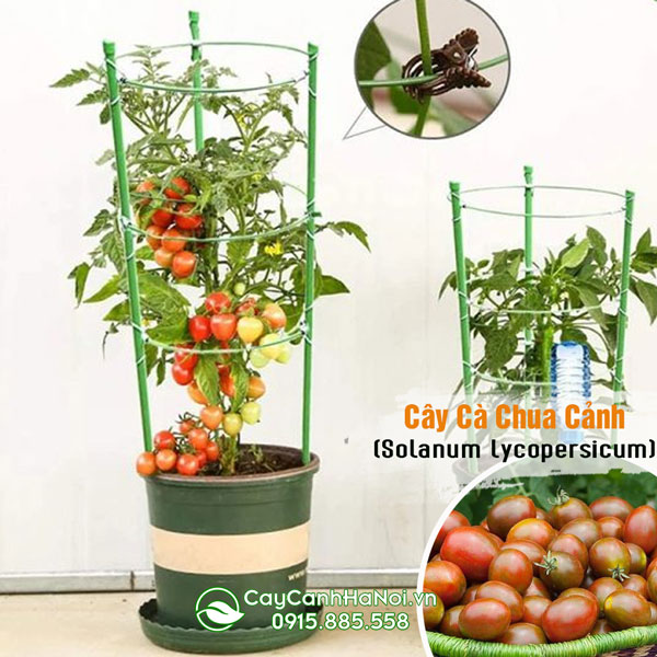 Nơi bán cây cà chua cảnh