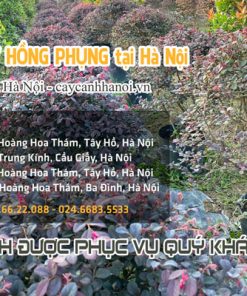 Nơi bán cây hồng phụng tại Hà Nội