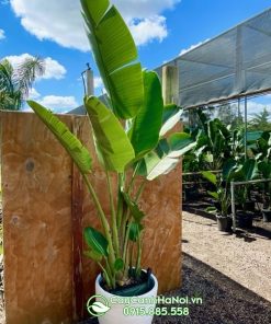 Cây chuối strelitzia trồng chậu trang trí nội thất