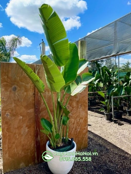 Cây chuối strelitzia trồng chậu trang trí nội thất