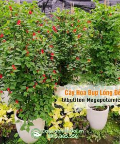 Cây hoa bụp lồng đèn