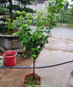 Cây nhài 3 lá tree - 1 thân giá từ 400k đổ lên