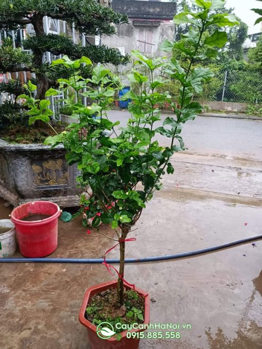 Cây nhài 3 lá tree - 1 thân giá từ 400k đổ lên