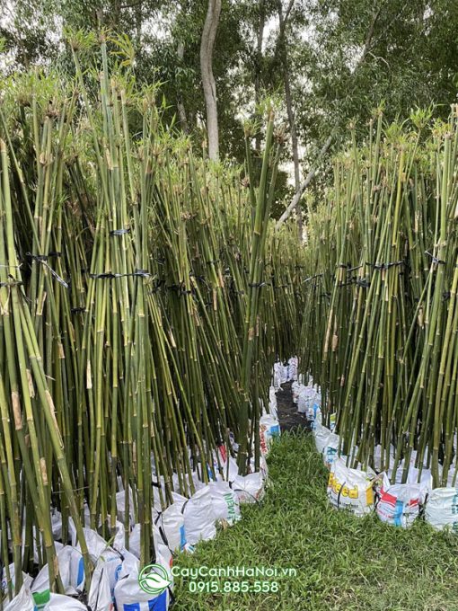 Mua trúc cần câu trồng hàng rào