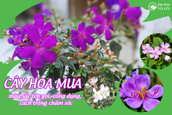 Hình ảnh cây mua các loại