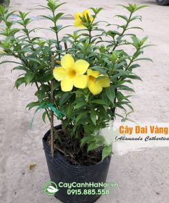 Cây đai vàng giống đẹp