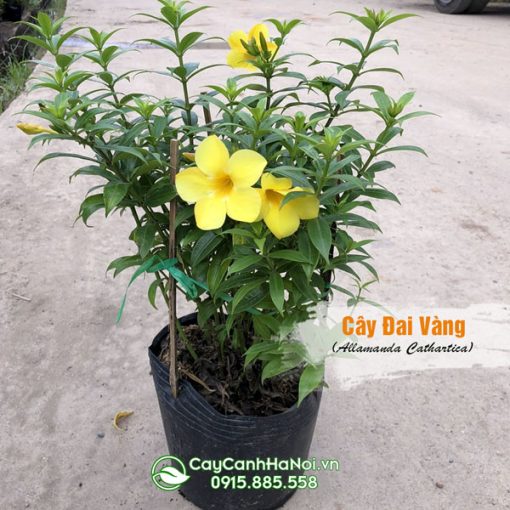 Cây đai vàng giống đẹp