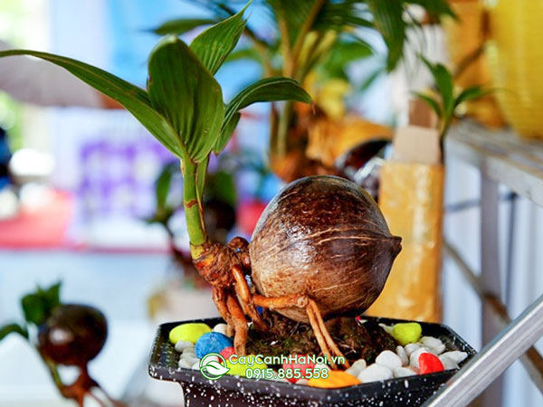 Cây dừa bonsai mang phong thủy tốt