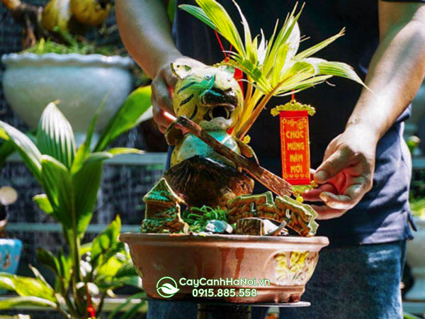 Tiểu cảnh cây dừa kiểng bonsai tiền triệu