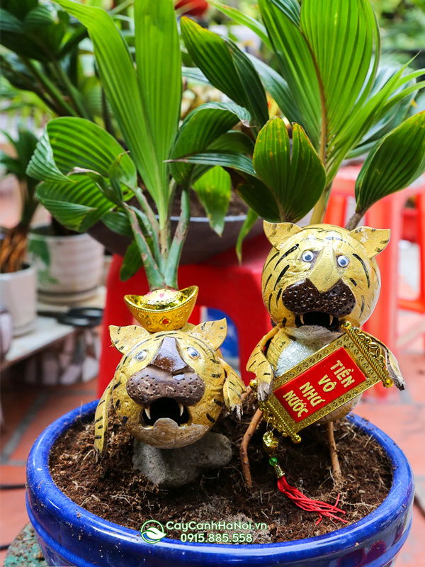 Cây dừa kiểng bonsai làm quà tặng