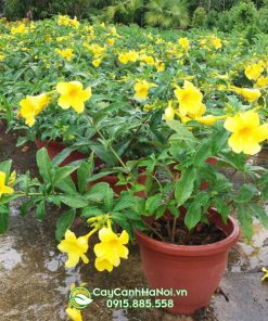 Cây hoa đai vàng tên tiếng anh Yellow Bell, Golden Trumpet hoặc Buttercup Flower