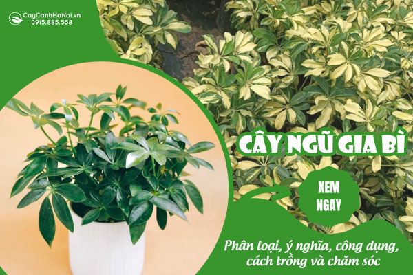 cây ngũ da bì đẹp