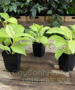 Bán cây Philodendron Ceylon Gold tại Hà Nội