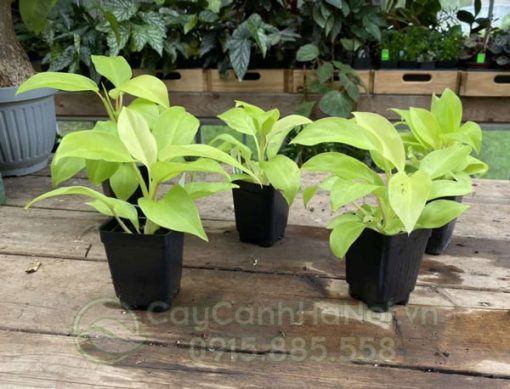 Bán cây Philodendron Ceylon Gold tại Hà Nội