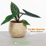 Cây Môn Thanh Đao – Alocasia Scalprum