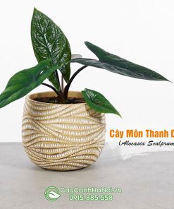 Cây môn thanh đao trồng chậu để bàn đẹp