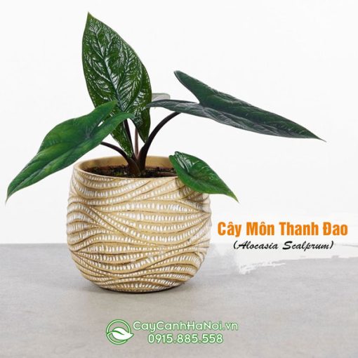 Cây môn thanh đao trồng chậu để bàn đẹp