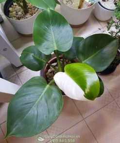 Philodendron White Wizard