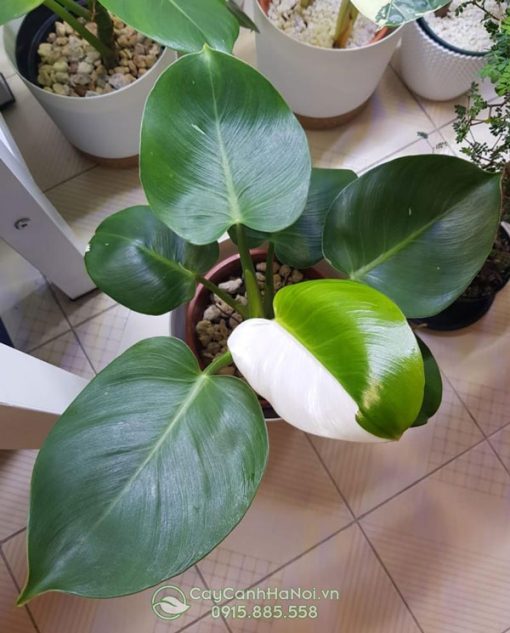 Philodendron White Wizard