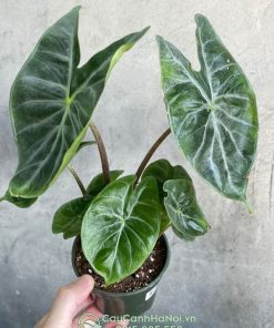 Cây Alocasia Ivory Coast