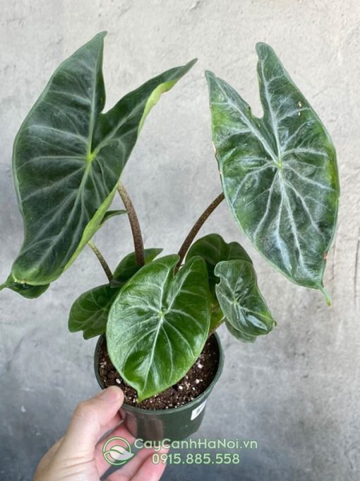 Cây Alocasia Ivory Coast