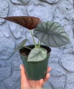 Cây Alocasia Nebula Imperialis