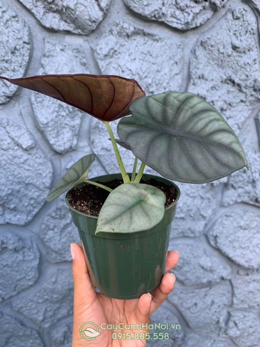 Cây Alocasia Nebula Imperialis