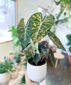 Cây Alocasia Pink Dragon trồng chậu làm quà tặng