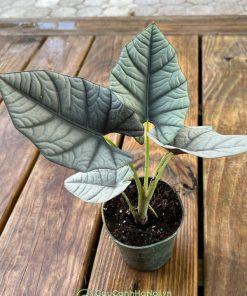 Cây Alocasia nebula Elaine