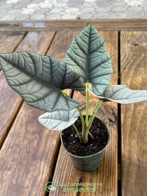 Cây Alocasia nebula Elaine