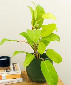 Cây Philodendron Ceylon Gold để bàn đẹp