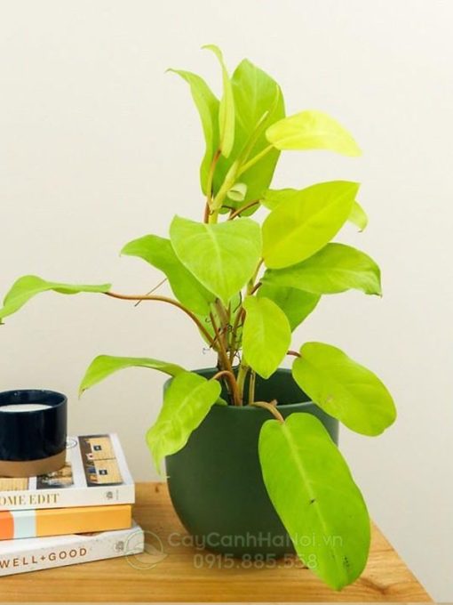 Cây Philodendron Ceylon Gold để bàn đẹp