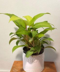 Cây Philodendron Erubescens Gold để bàn đẹp