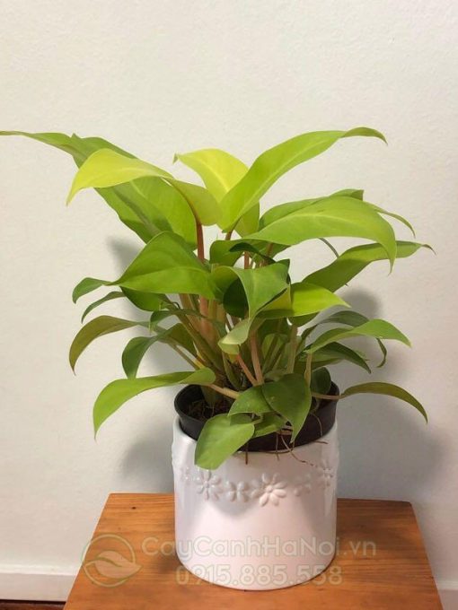 Cây Philodendron Erubescens Gold để bàn đẹp