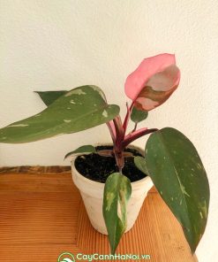 Cây Philodendron Pink Princess