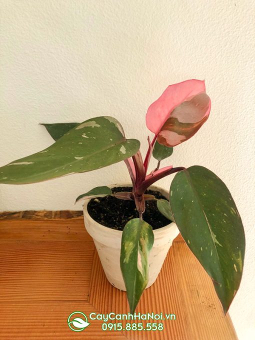 Cây Philodendron Pink Princess