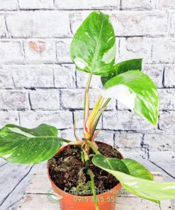 Cây Philodendron White Princess