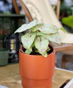 Syngonium Milk Confetti