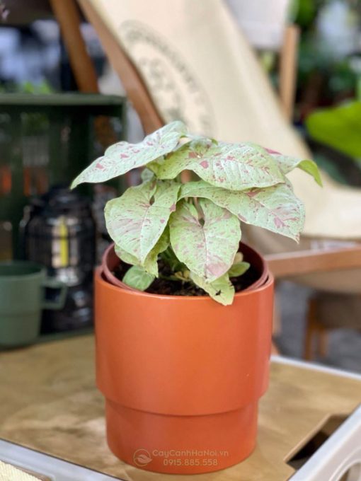 Syngonium Milk Confetti