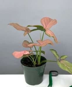 Syngonium Pink Splash