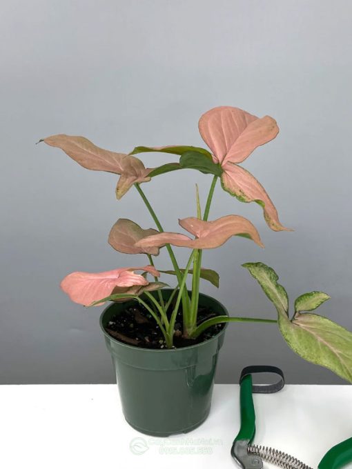 Syngonium Pink Splash