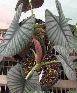 Cây alocasia nebula balun