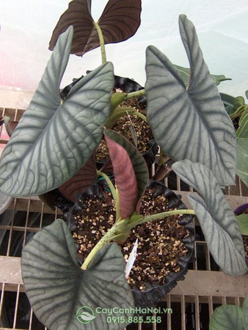 Cây alocasia nebula balun