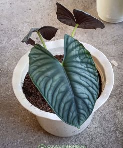 Cây alocasia nebula trồng chậu nhựa