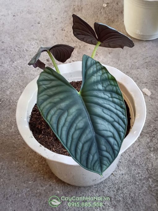 Cây alocasia nebula trồng chậu nhựa