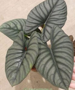 Cây alocasia nebula có bộ lá đẹp