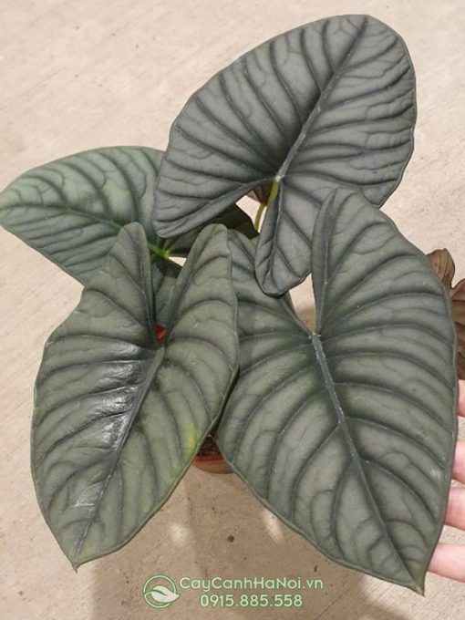 Cây alocasia nebula có bộ lá đẹp